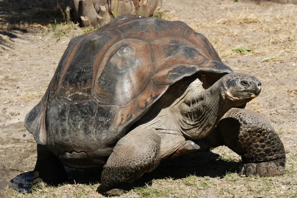 194-Year-Old Tortoise Jonathan Becomes Target of Elaborate Crypto Fraud Scheme